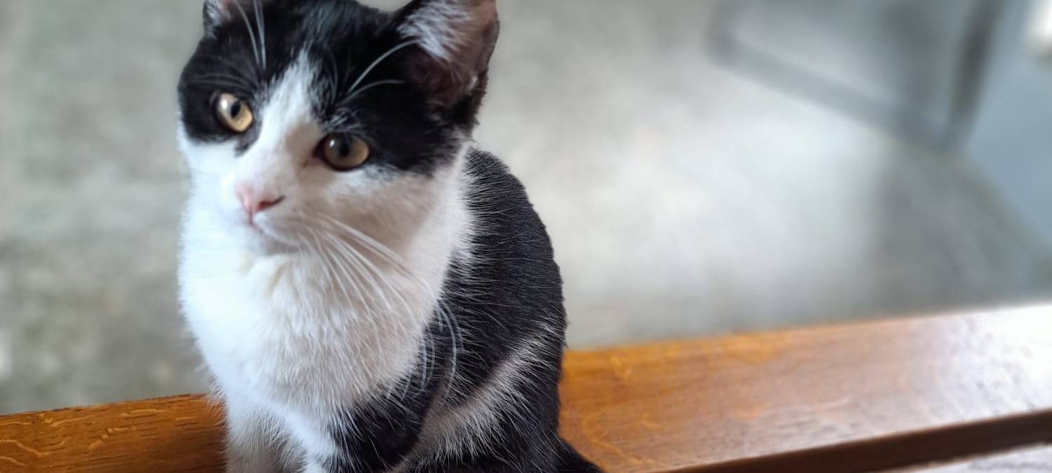 Katze in Werl-Büderich entlaufen