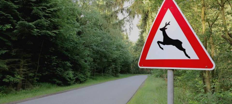 Vorsicht vor Wildunfällen im Kreis Soest