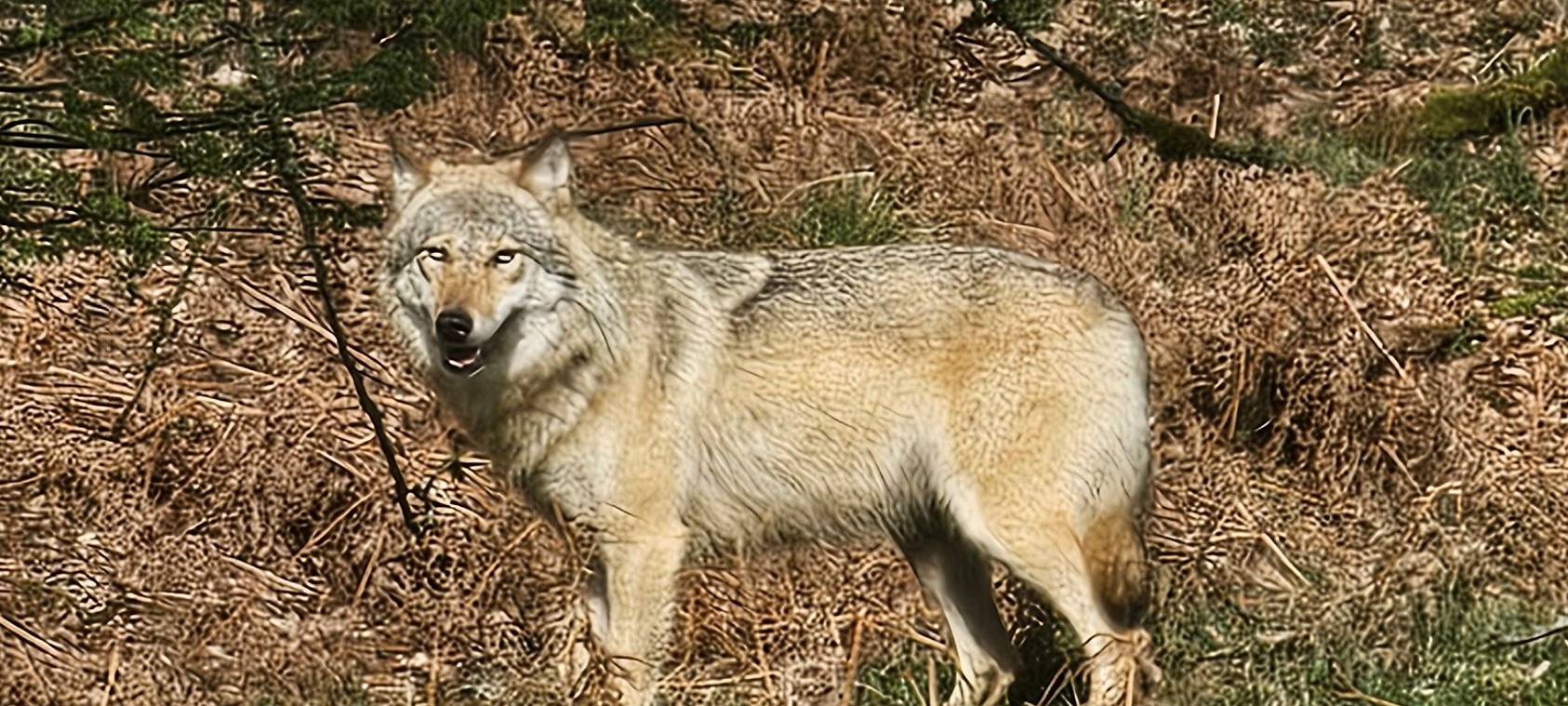 Wolf im Kreis Soest