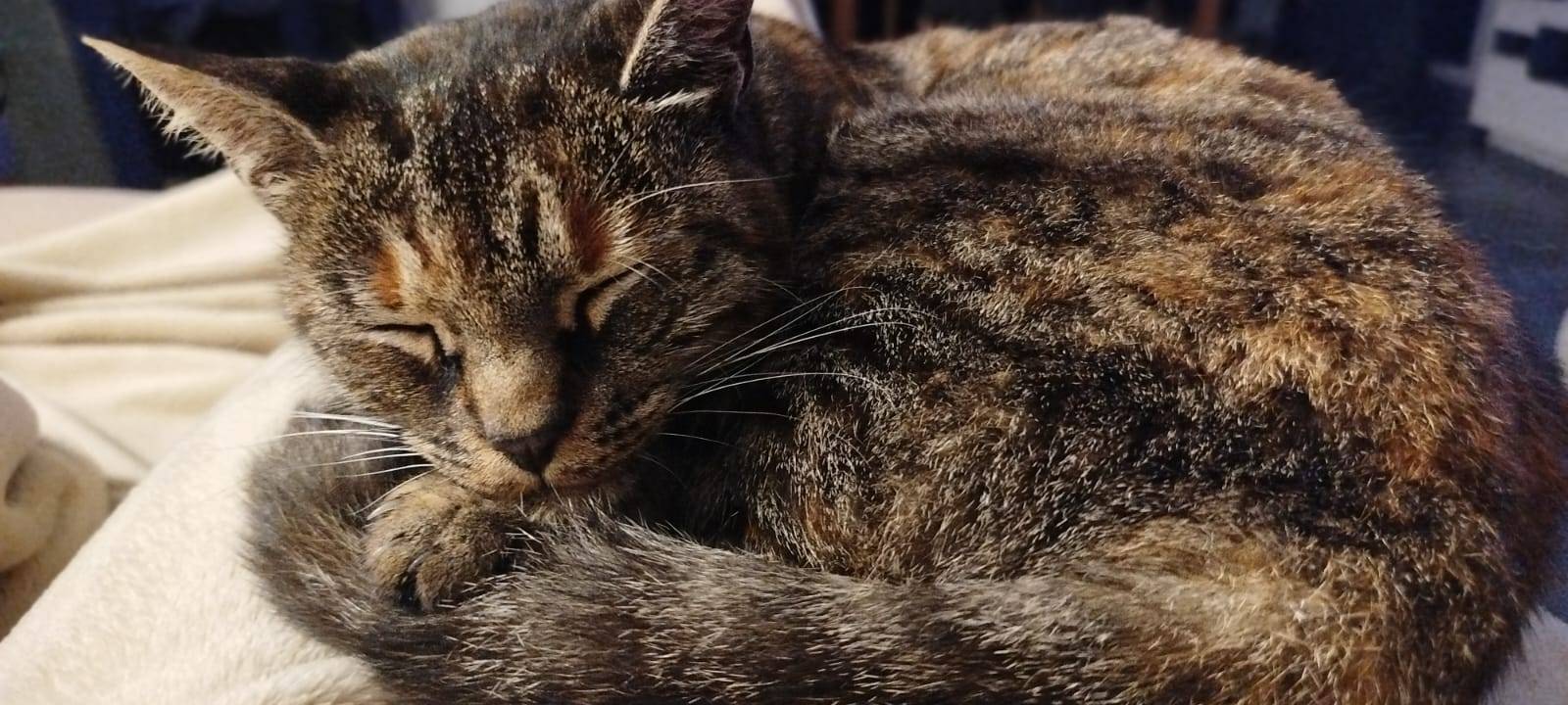 Katze in Epsingsen entlaufen