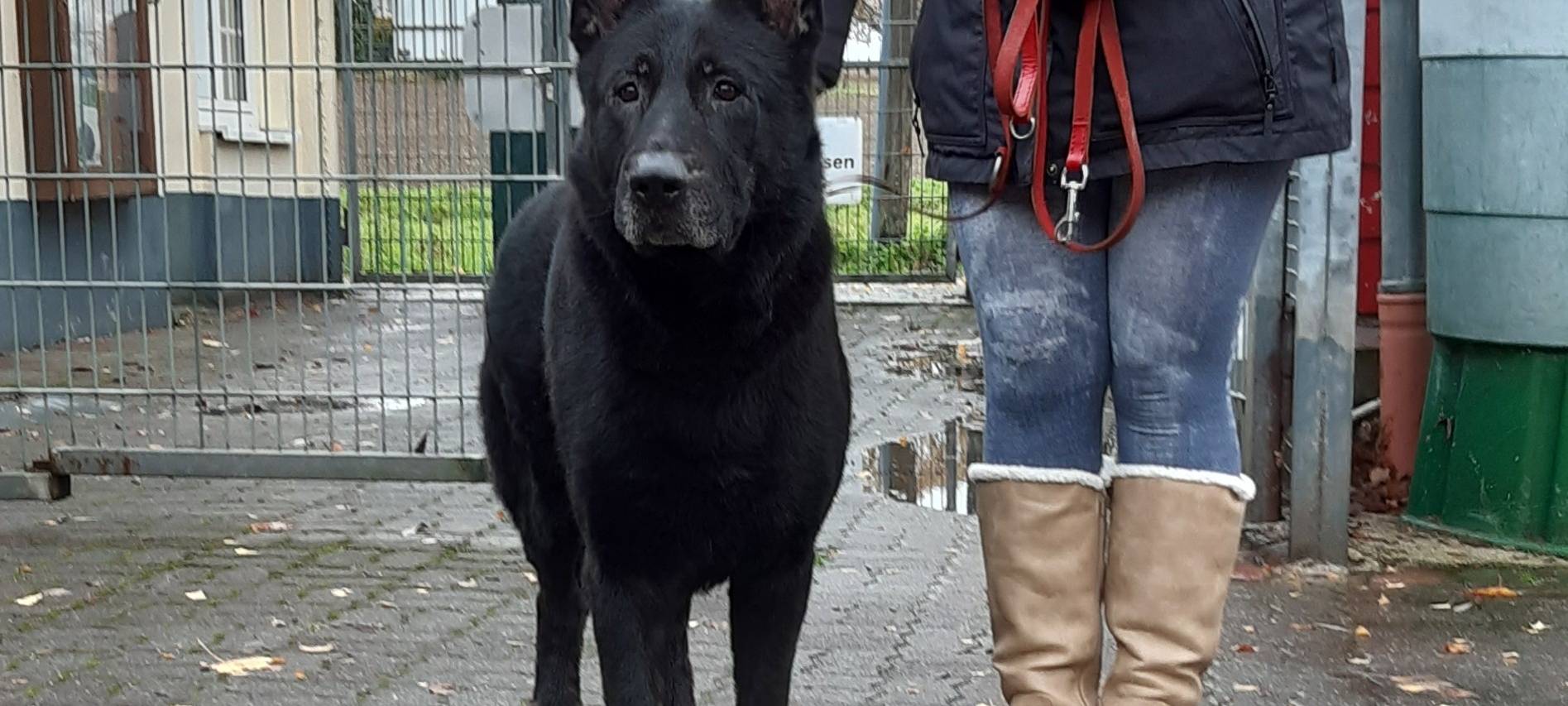 Ausgesetzter Schäferhund im Soester Tierheim
