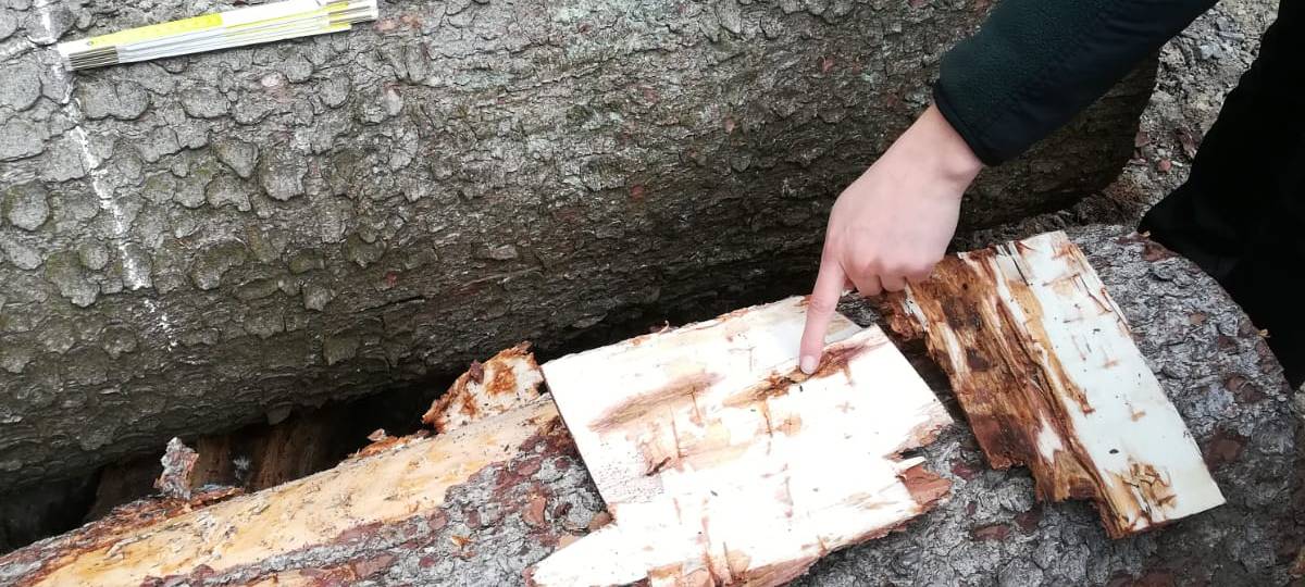 Folien gegen Borkenkäfer