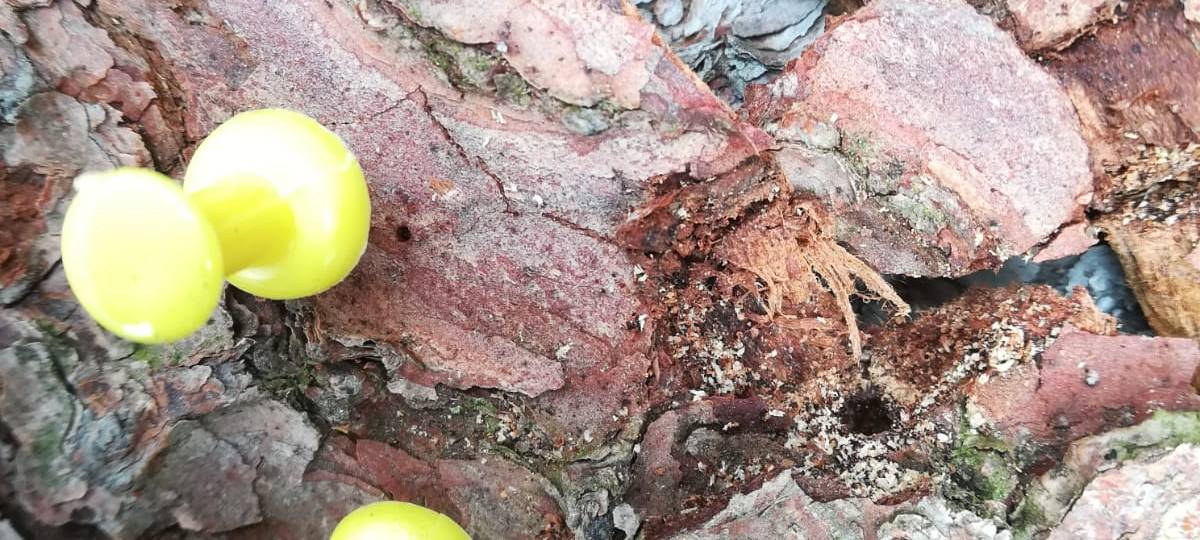 Folien gegen Borkenkäfer