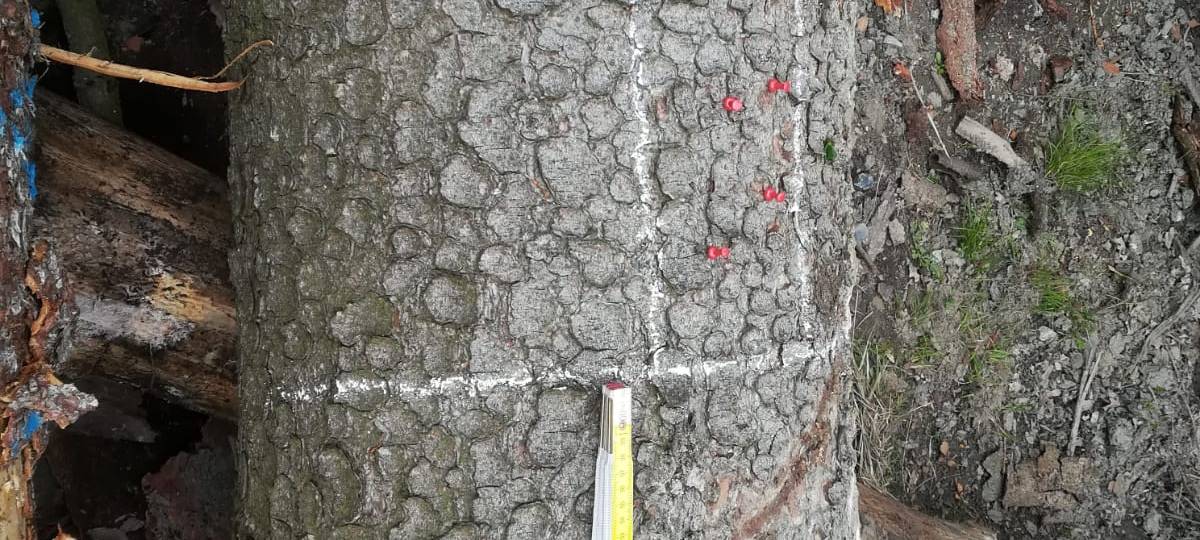 Folien gegen Borkenkäfer