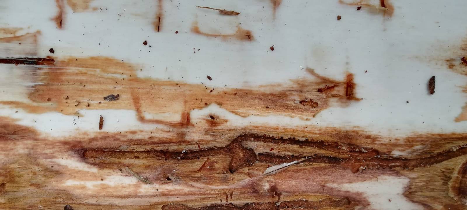 Folien gegen Borkenkäfer