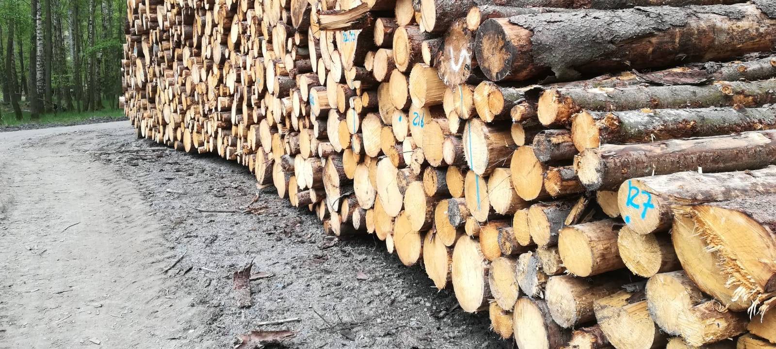 Private Holzvermarktung läuft an