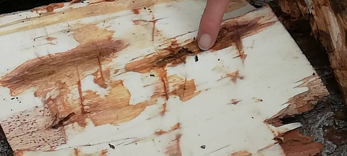 Folien gegen Borkenkäfer