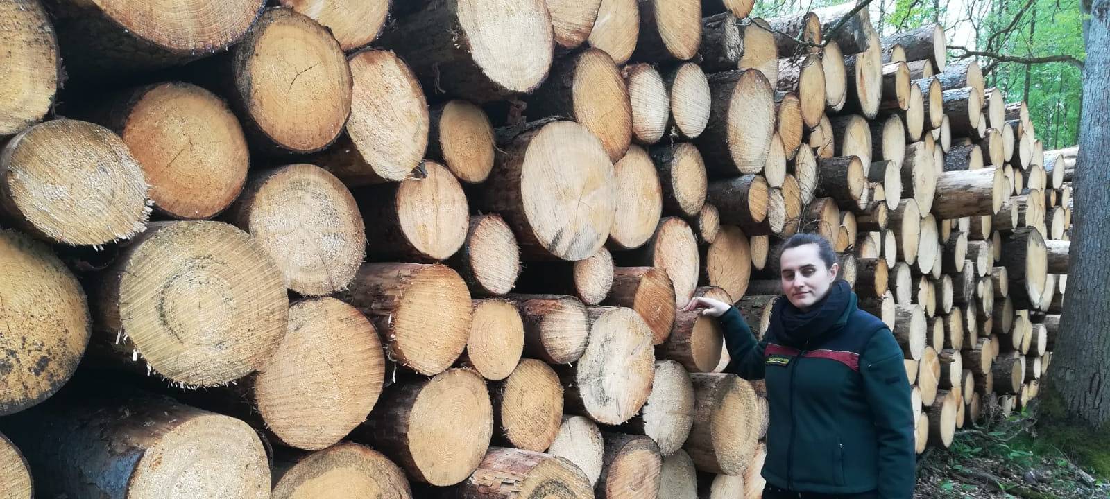 Folien gegen Borkenkäfer