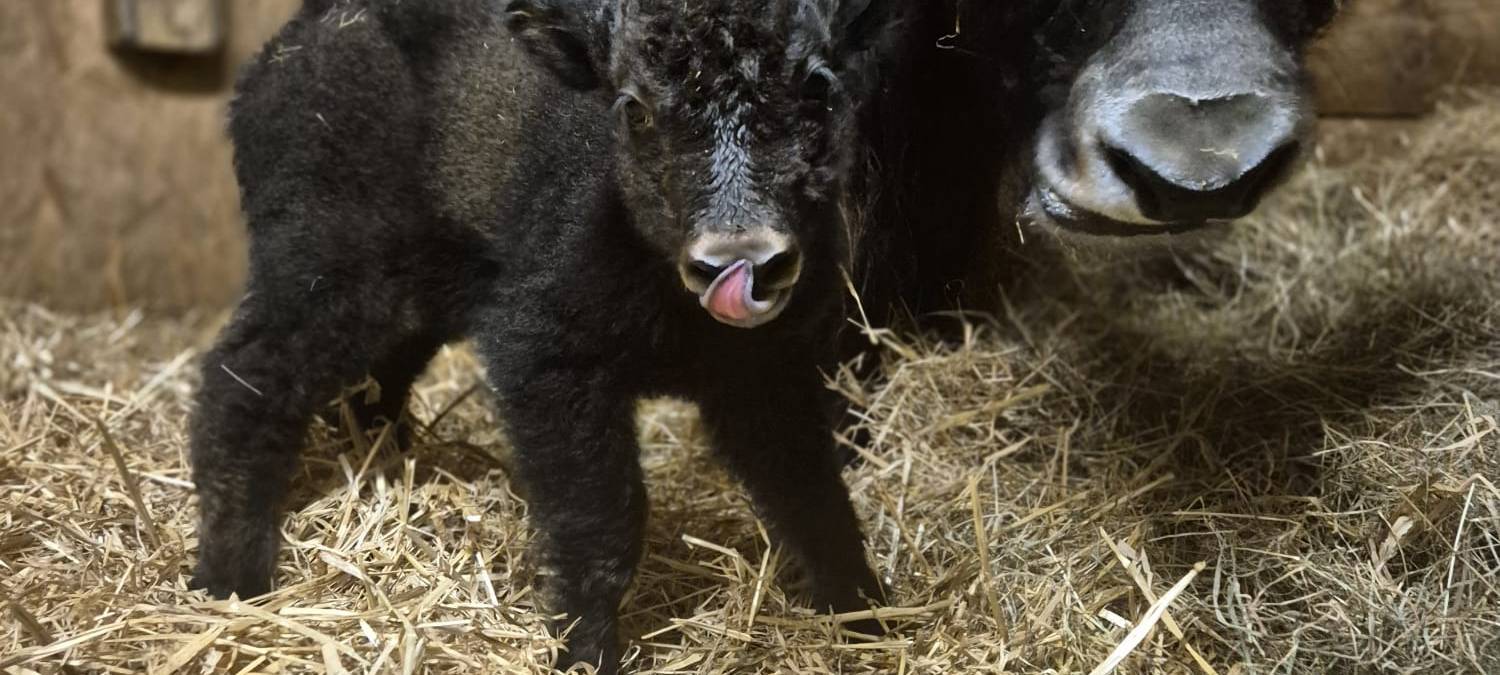 Yak-Baby im Tierpark Hamm