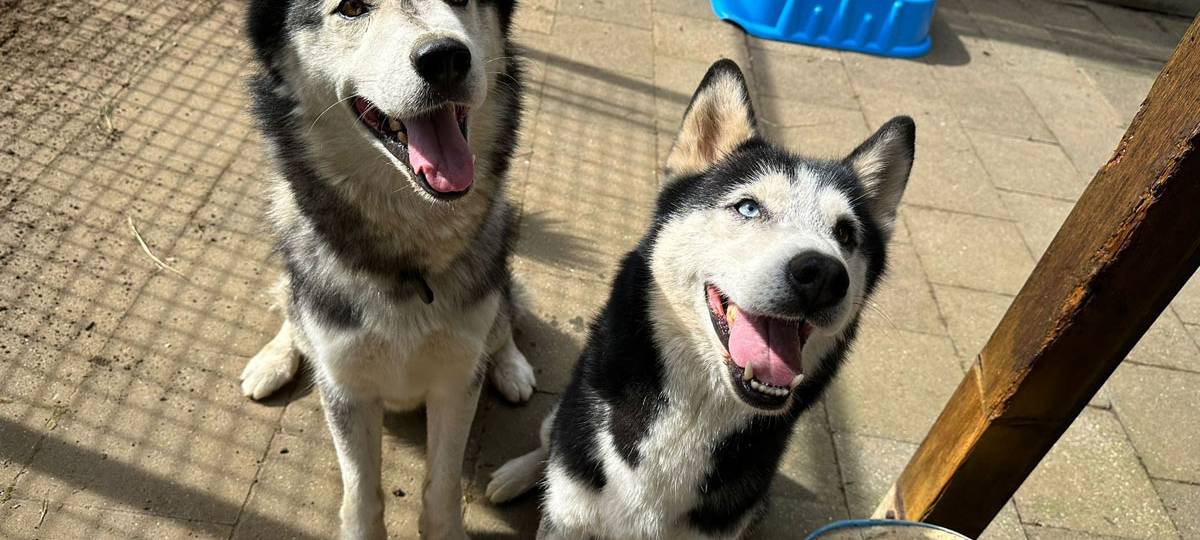 Die Fellnasen der Woche