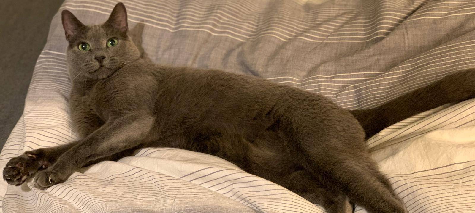 Kater in Soest entlaufen