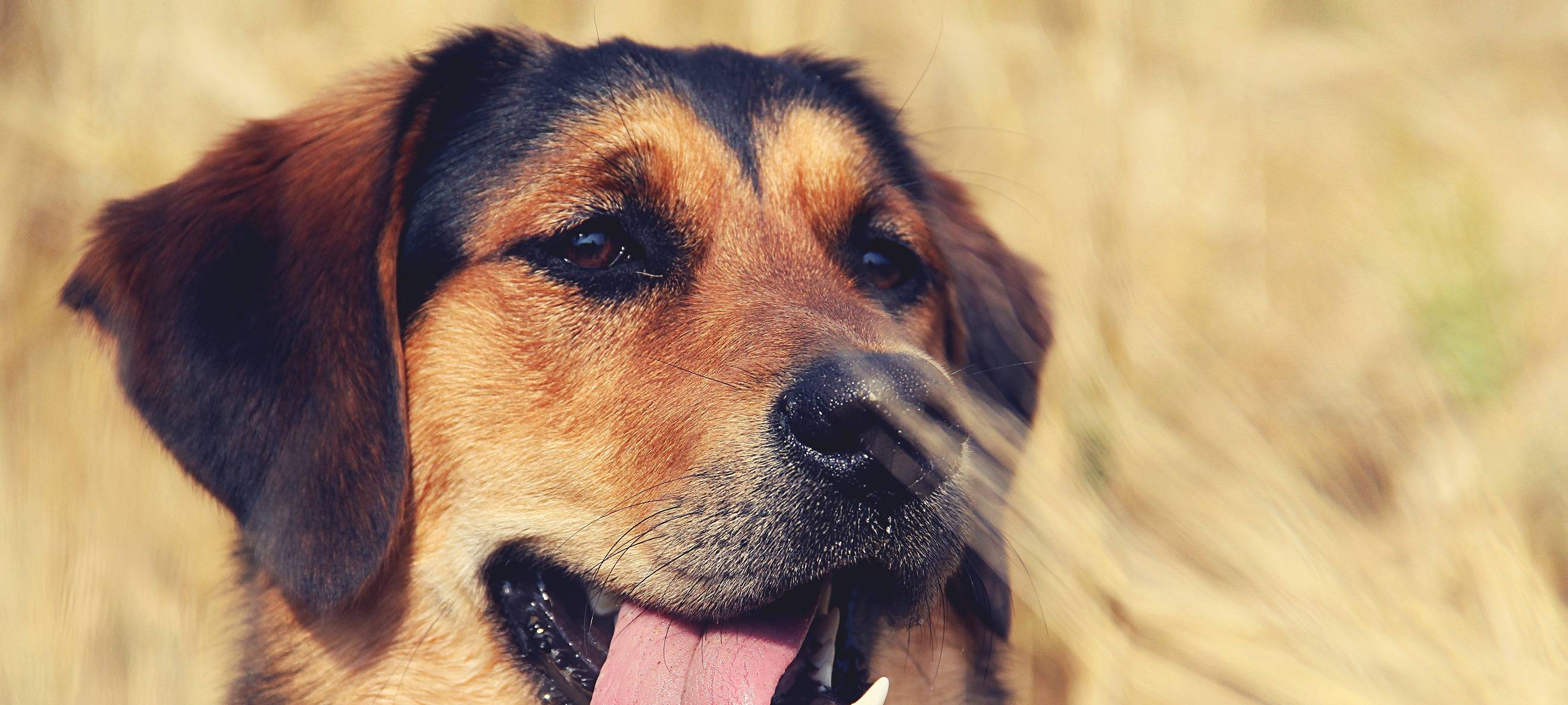 Hundewelpen in Soest gestohlen