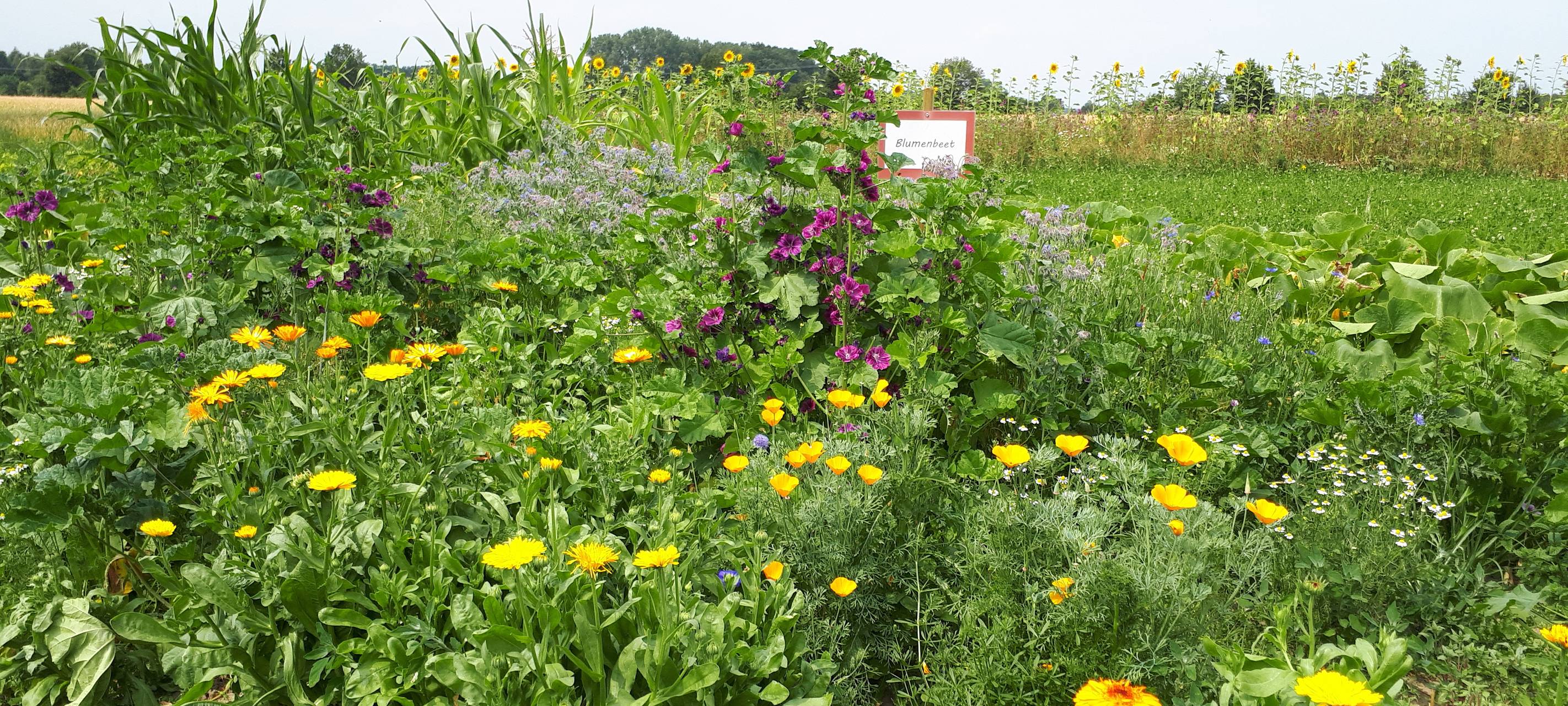Wildkräuter im Garten