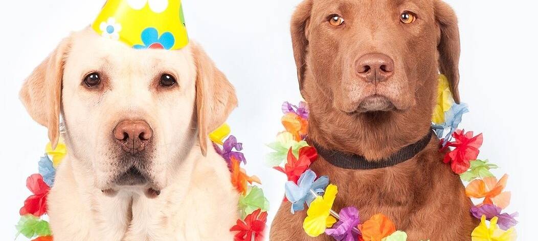 Offener Sonntag im Tierheim Soest