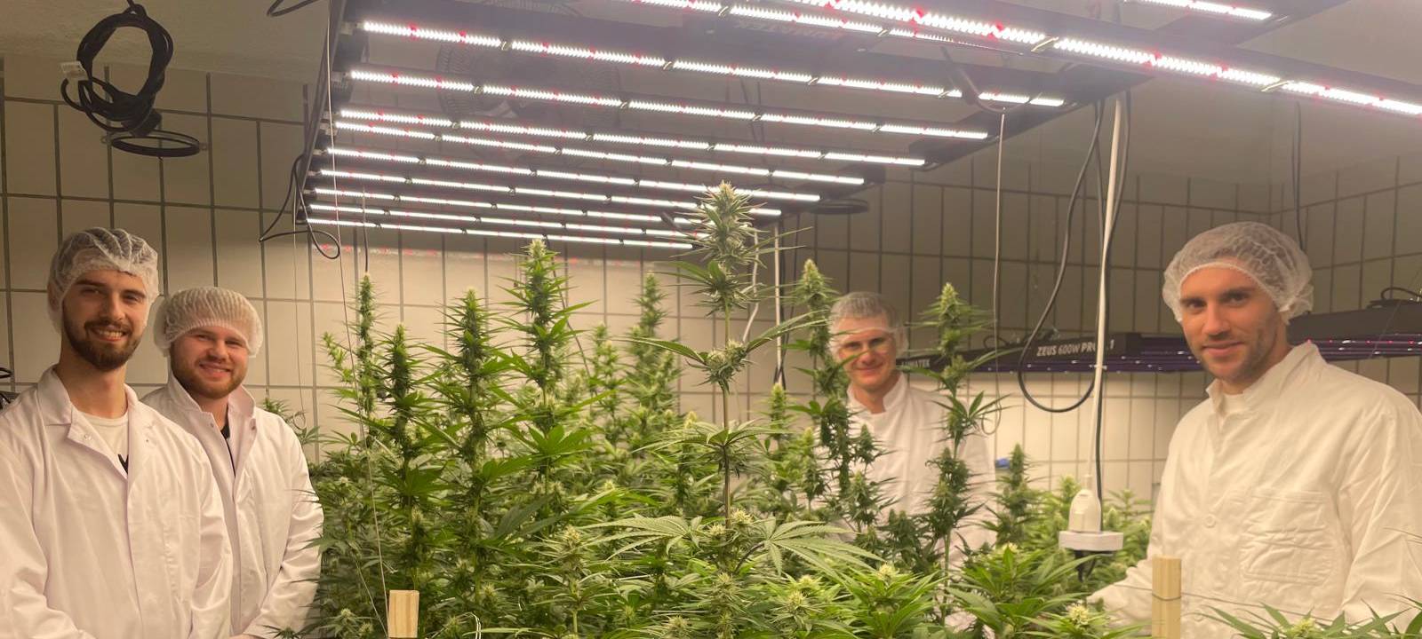 Werler Club erntet erstes legales Cannabis