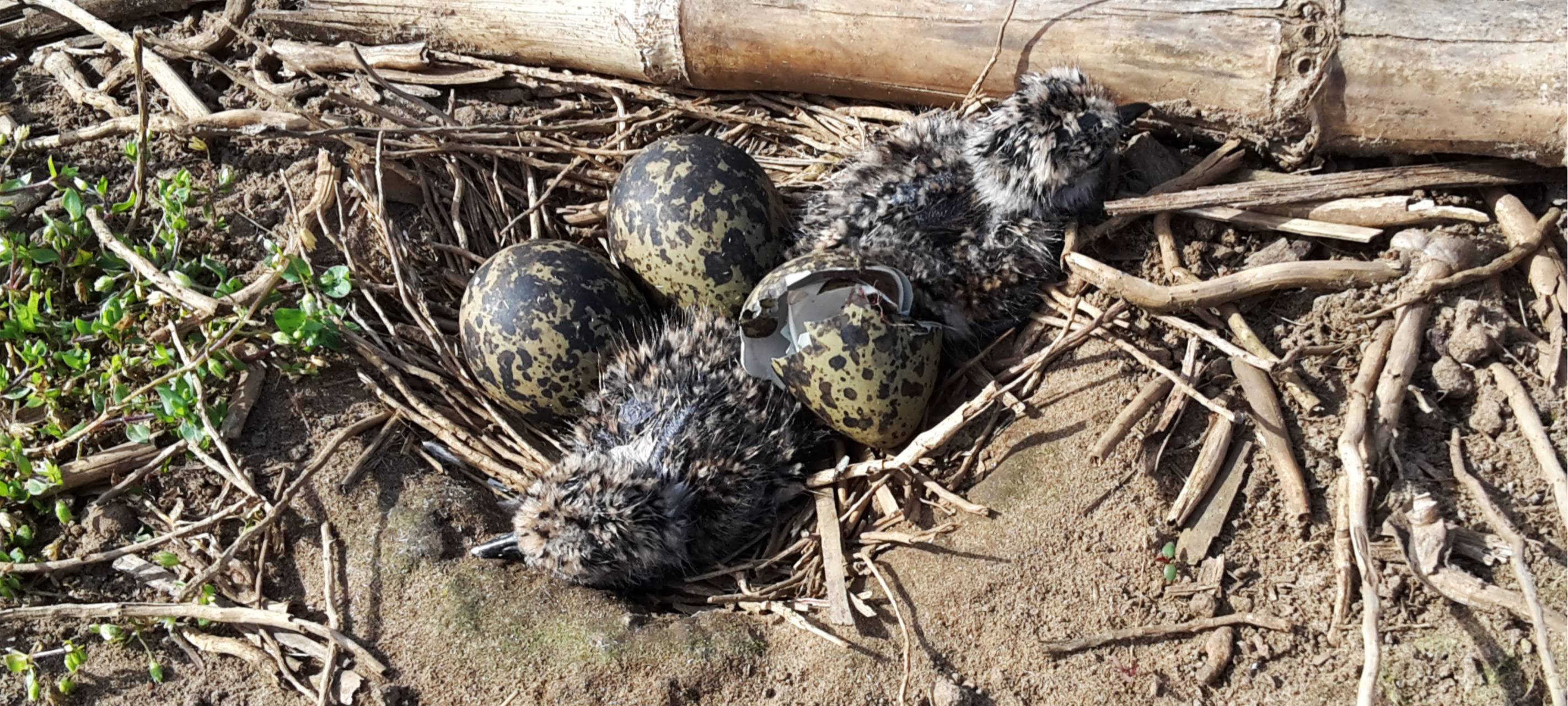 Anleinpflicht für Hunde: Vogelschutzgebiete im Kreis Soest besonders betroffen