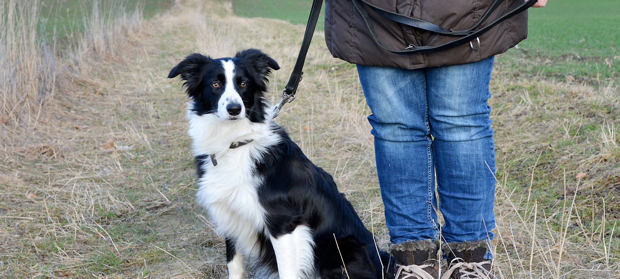Anleinpflicht für Hunde: Vogelschutzgebiete im Kreis Soest besonders betroffen