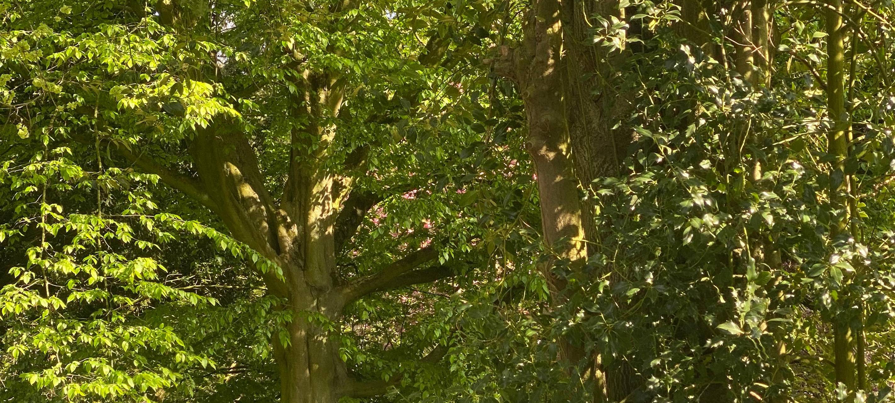 Bürgerwald-Projekt in Anröchte