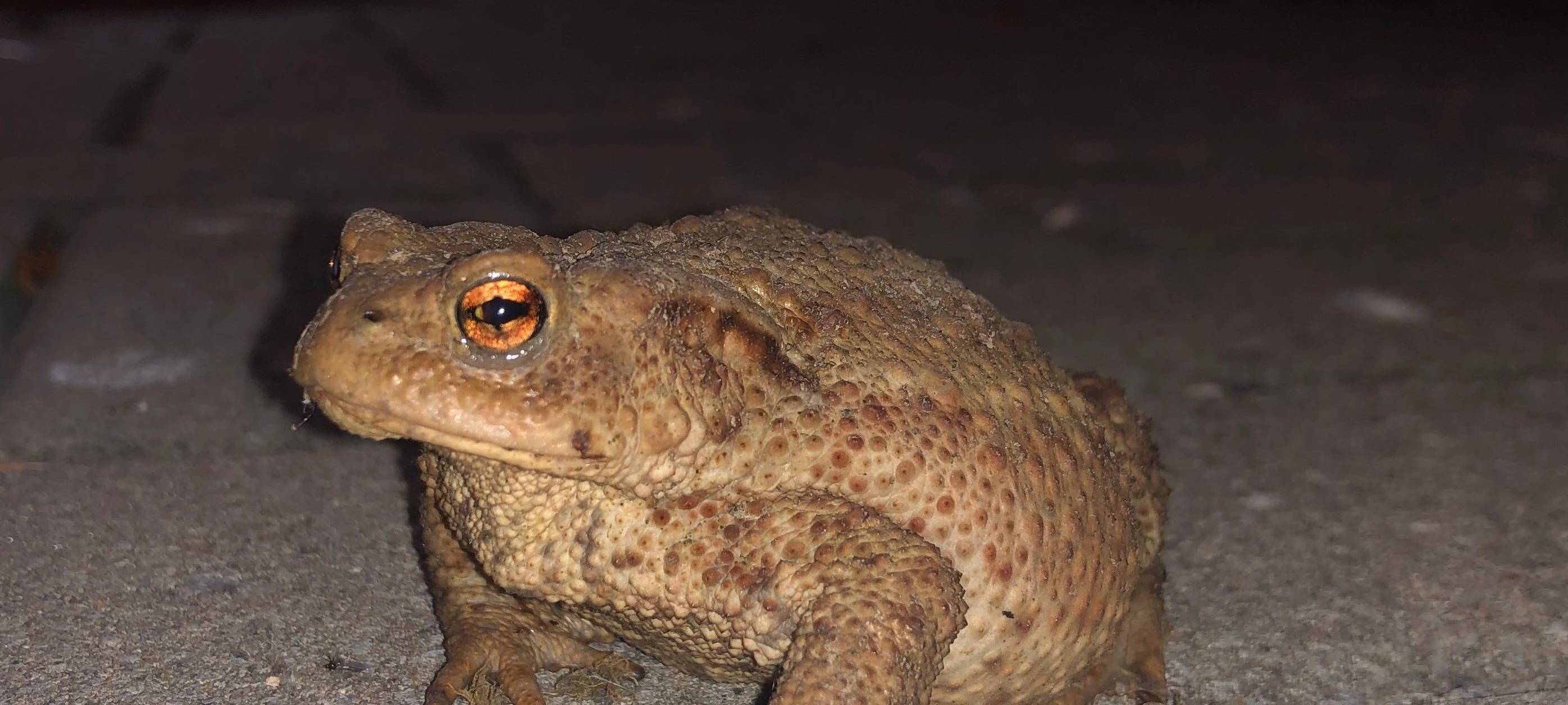 Krötenwanderung im Kreis Soest geht los
