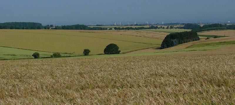 Heimliche Rufer in der Nacht-Wachtelkönige am Haarstrang (Exkursion)