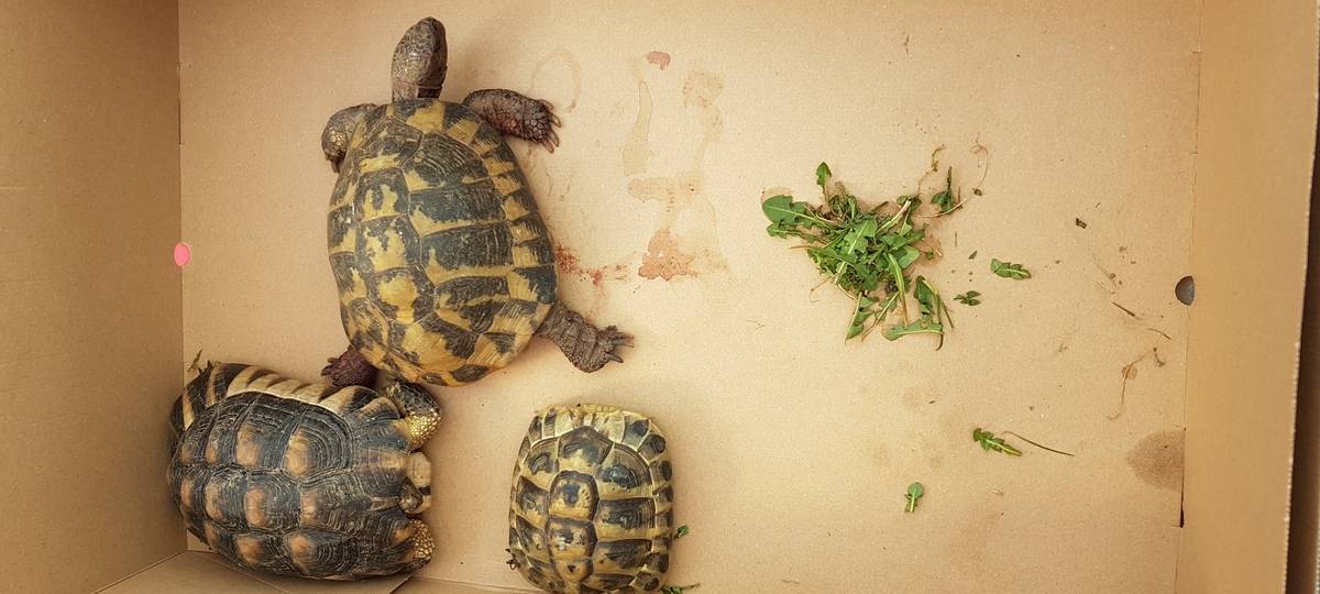 12 Schildkröten in Müllsack gefunden in Bad Westernkotten