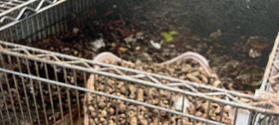 Urteil gegen Ehepaar des "Katzenhauses" gefallen