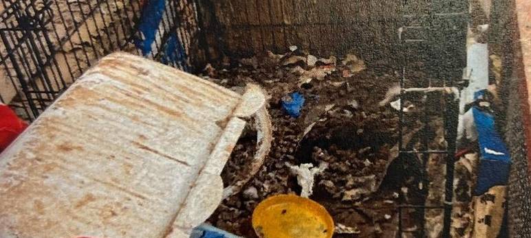 Urteil gegen Ehepaar des "Katzenhauses" gefallen