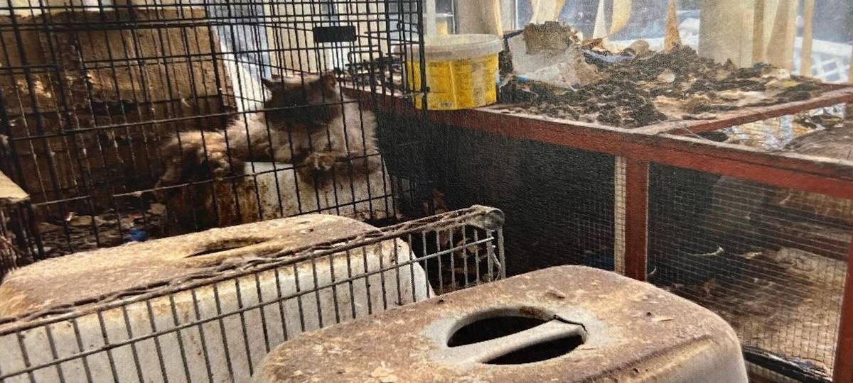Urteil gegen Ehepaar des "Katzenhauses" gefallen