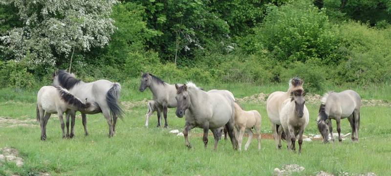 Naturerlebnis "Kleiber" Eine spannende Wanderung durch ein hochinteressantes Gebiet!
