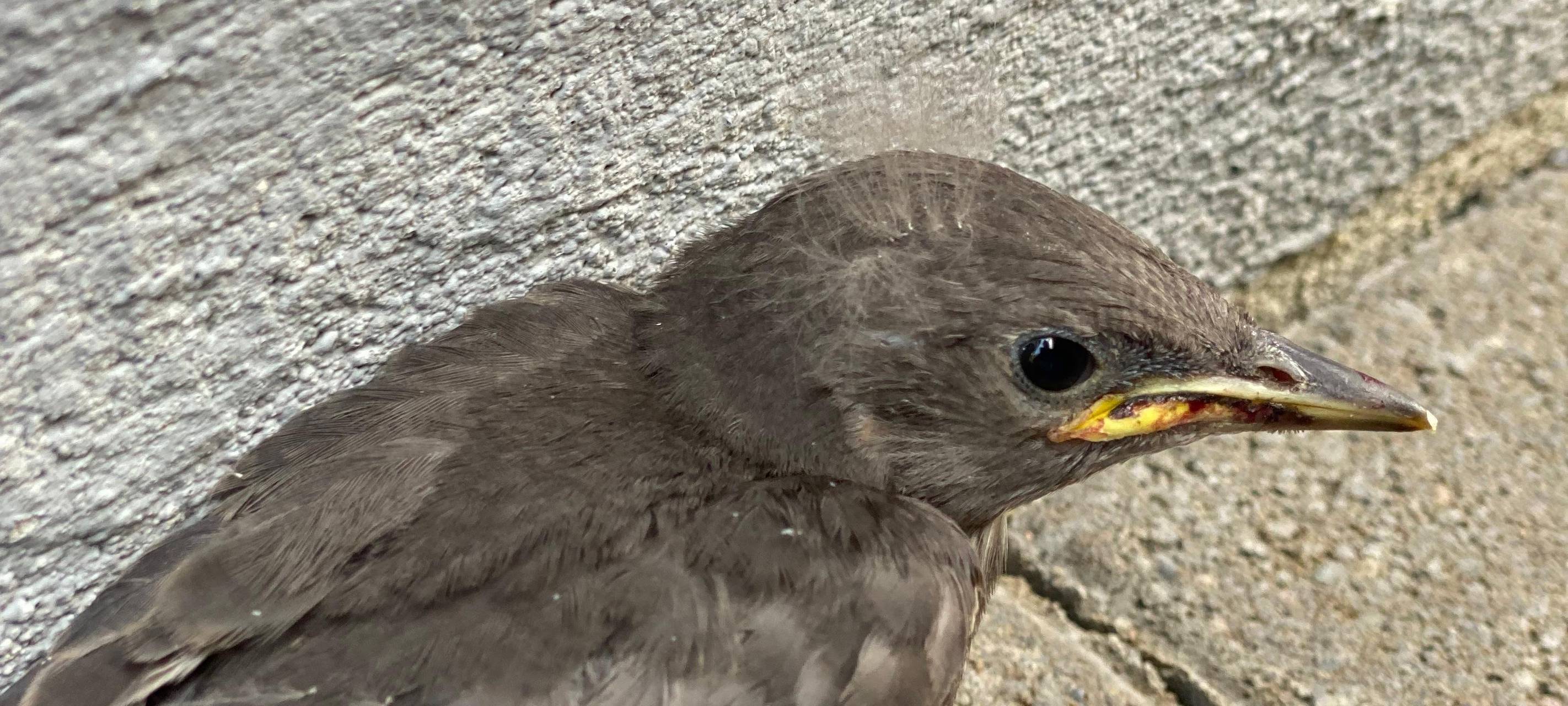NABU ruft auf Vögel zu zählen