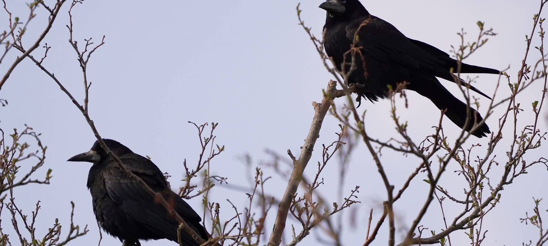 Saatkrähen in Soest: Erste Maßnahmen zeigen Wirkung