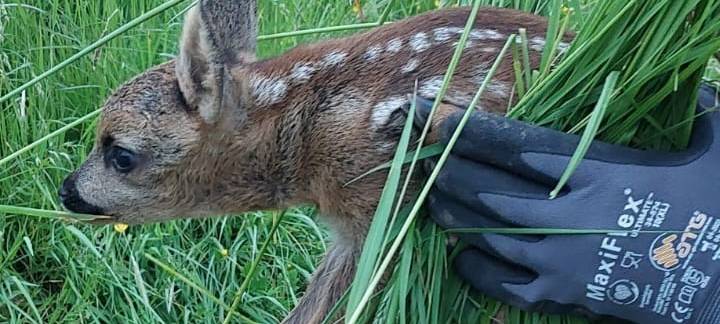 Erfolgreiche Wildsuche vor geplantem Grasschnitt
