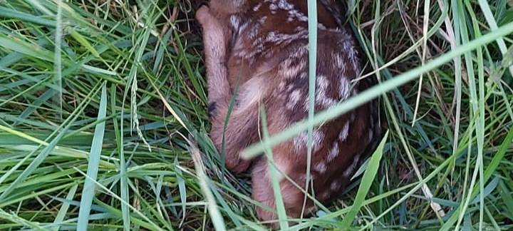 Erfolgreiche Wildsuche vor geplantem Grasschnitt