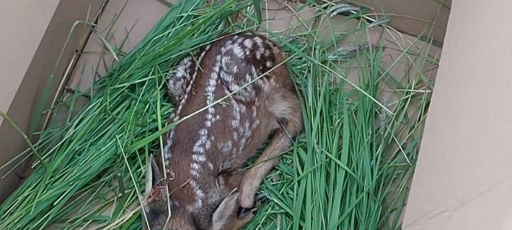 Erfolgreiche Wildsuche vor geplantem Grasschnitt