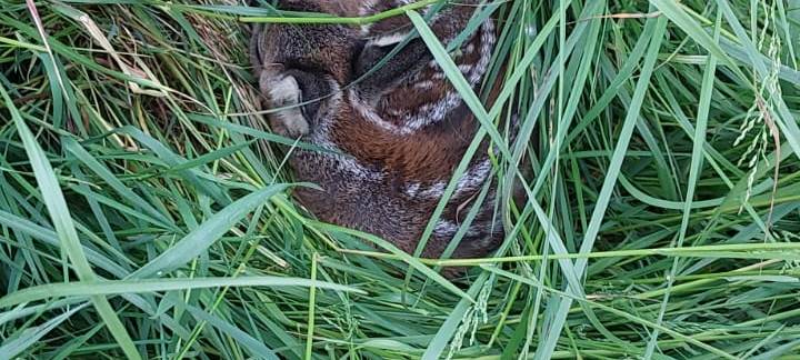 Erfolgreiche Wildsuche vor geplantem Grasschnitt