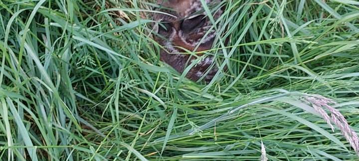 Erfolgreiche Wildsuche vor geplantem Grasschnitt