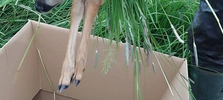 Erfolgreiche Wildsuche vor geplantem Grasschnitt