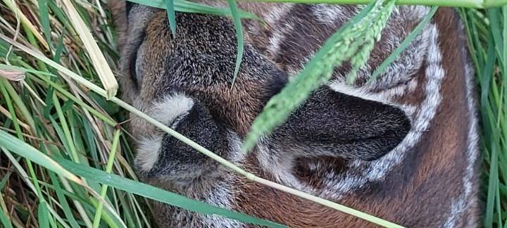 Erfolgreiche Wildsuche vor geplantem Grasschnitt