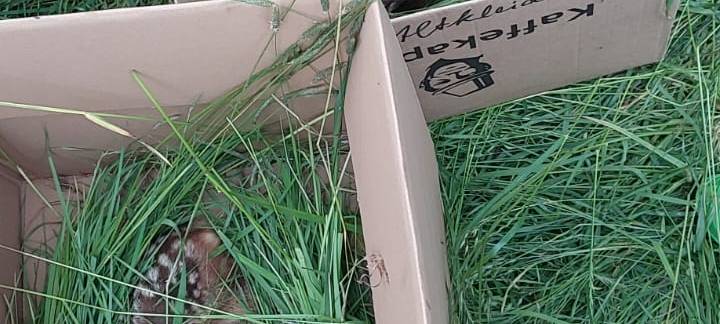 Erfolgreiche Wildsuche vor geplantem Grasschnitt