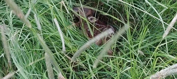 Erfolgreiche Wildsuche vor geplantem Grasschnitt