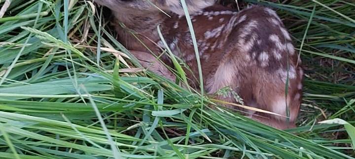 Erfolgreiche Wildsuche vor geplantem Grasschnitt