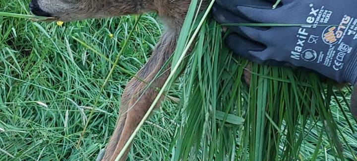 Erfolgreiche Wildsuche vor geplantem Grasschnitt