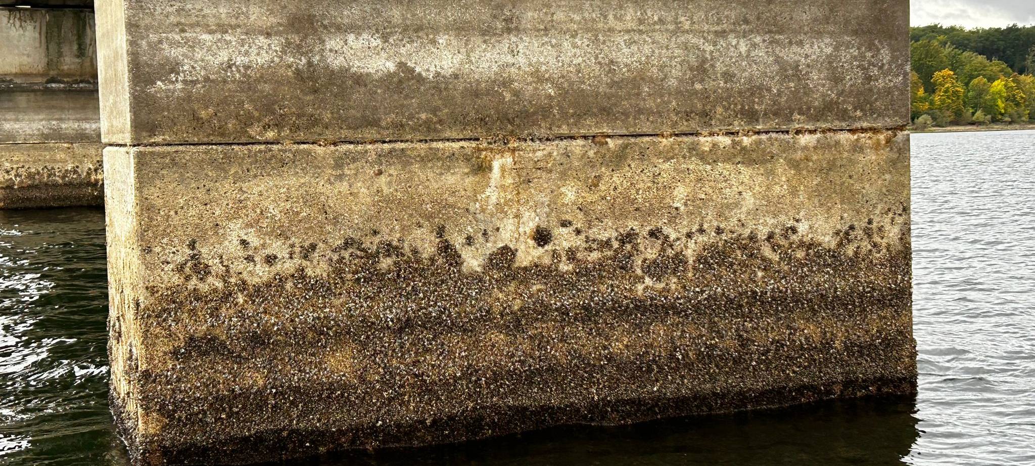 Wassersportler aufgepasst: Viele Quaggamuscheln im Möhnesee