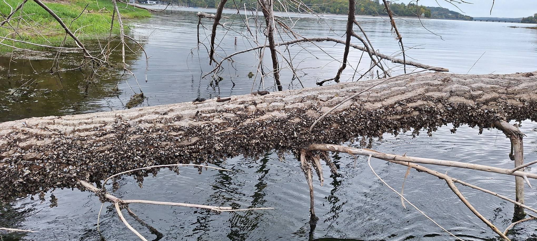 Wassersportler aufgepasst: Viele Quaggamuscheln im Möhnesee