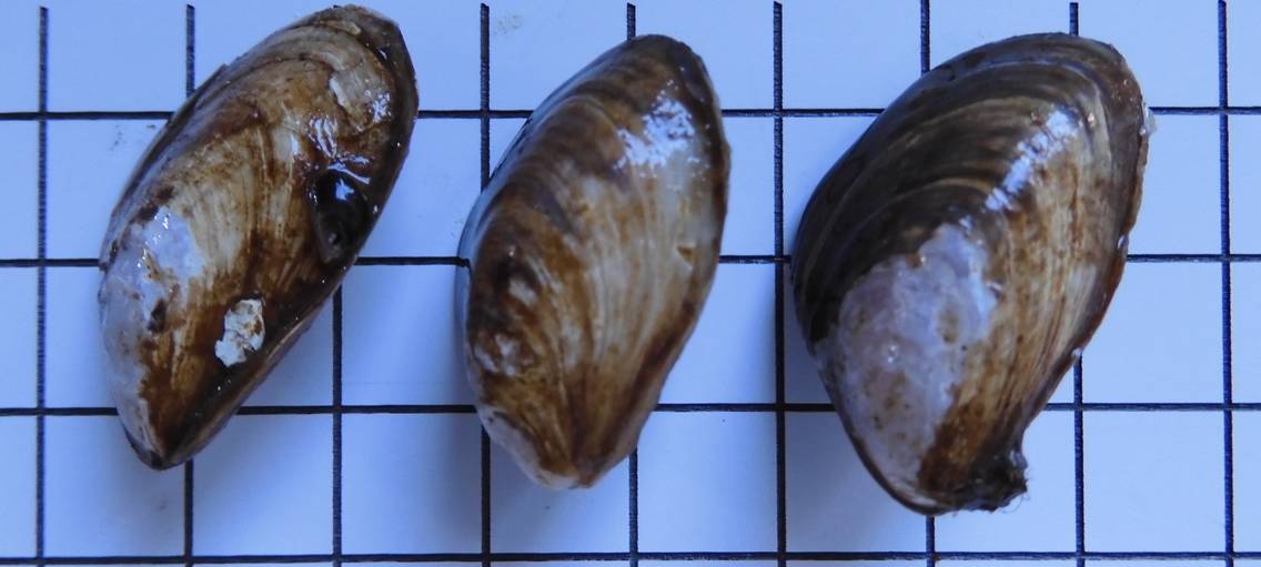 Wassersportler aufgepasst: Viele Quaggamuscheln im Möhnesee