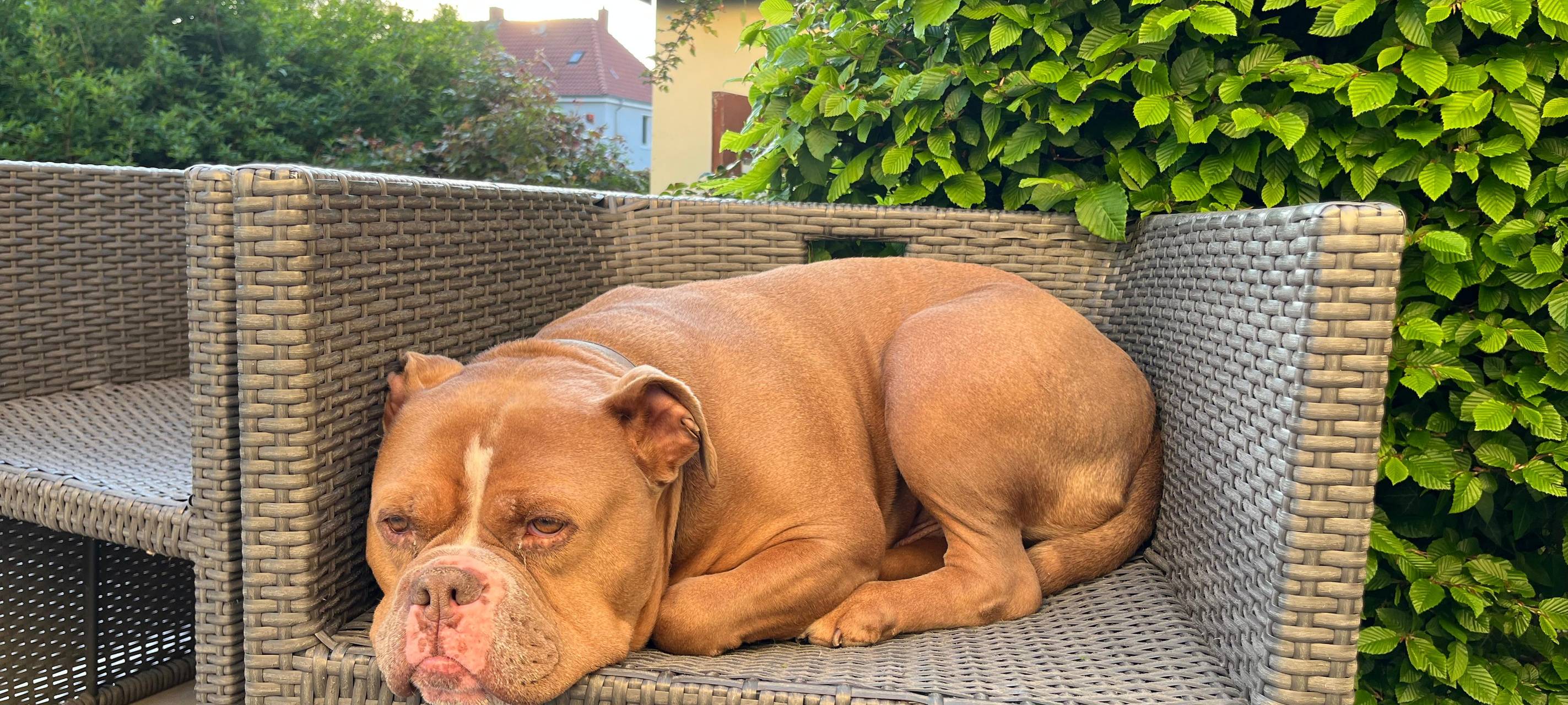 Hundezählung in Geseke: Stadt erinnert an Abgabe