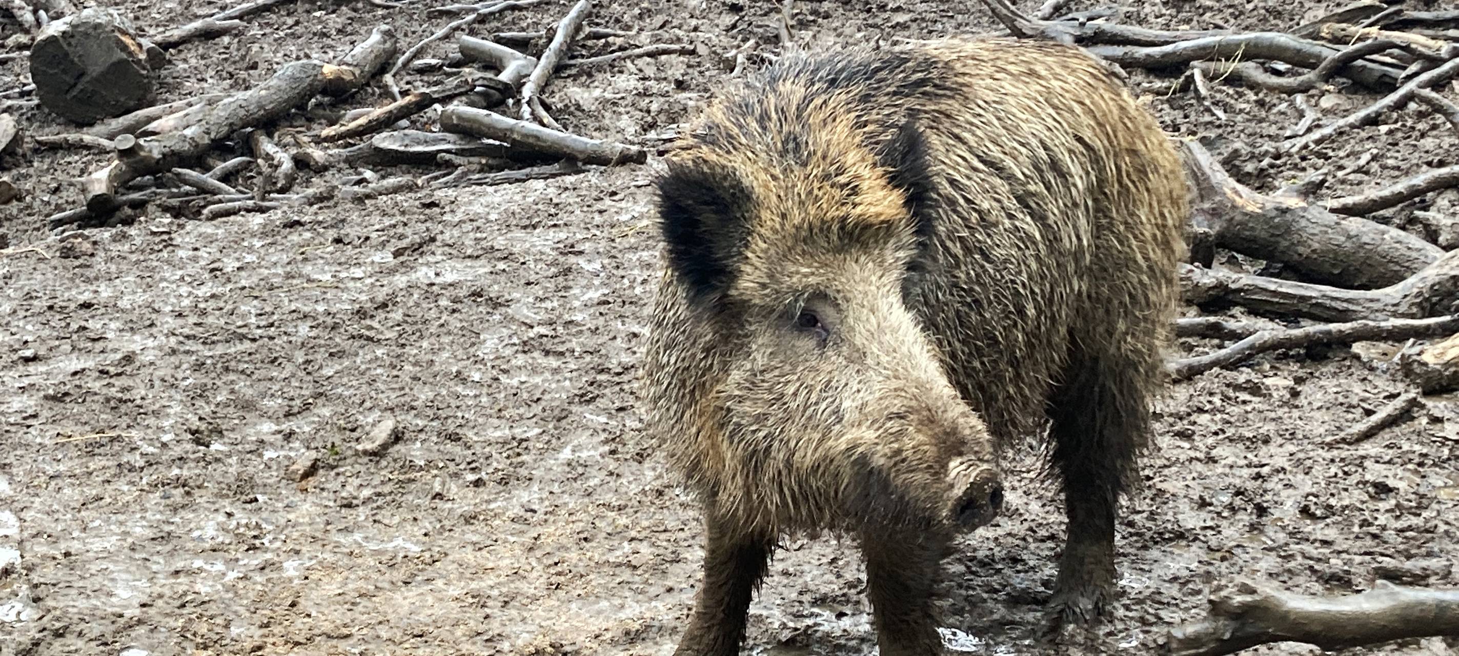 Nachtsichtgeräte für Wildschweinjagd im Kreis Soest erlaubt