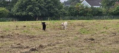 Hundewiese in Lippstadt bekommt Wasserleitung