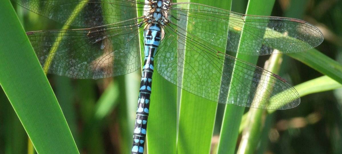 Libellen und Heuschrecken in Hellinghausen (Exkursion)