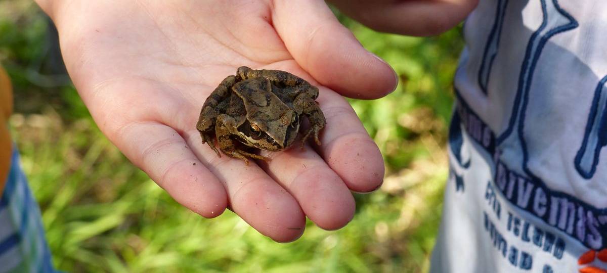 Was schwimmt im Tümpel? (Exkursion)